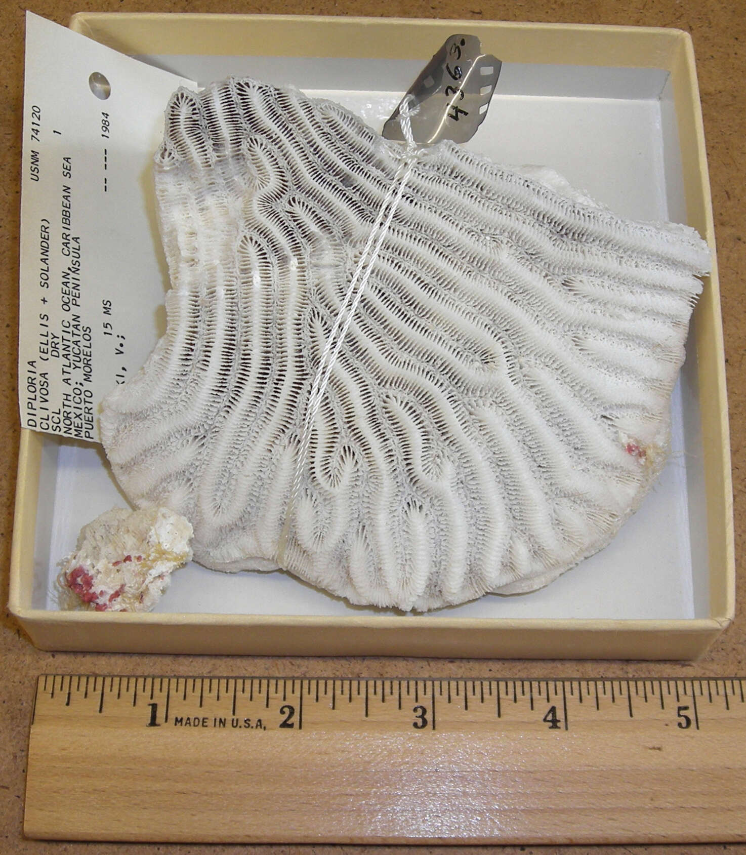 Image of Pseudodiploria Fukami, Budd & Knowlton 2012