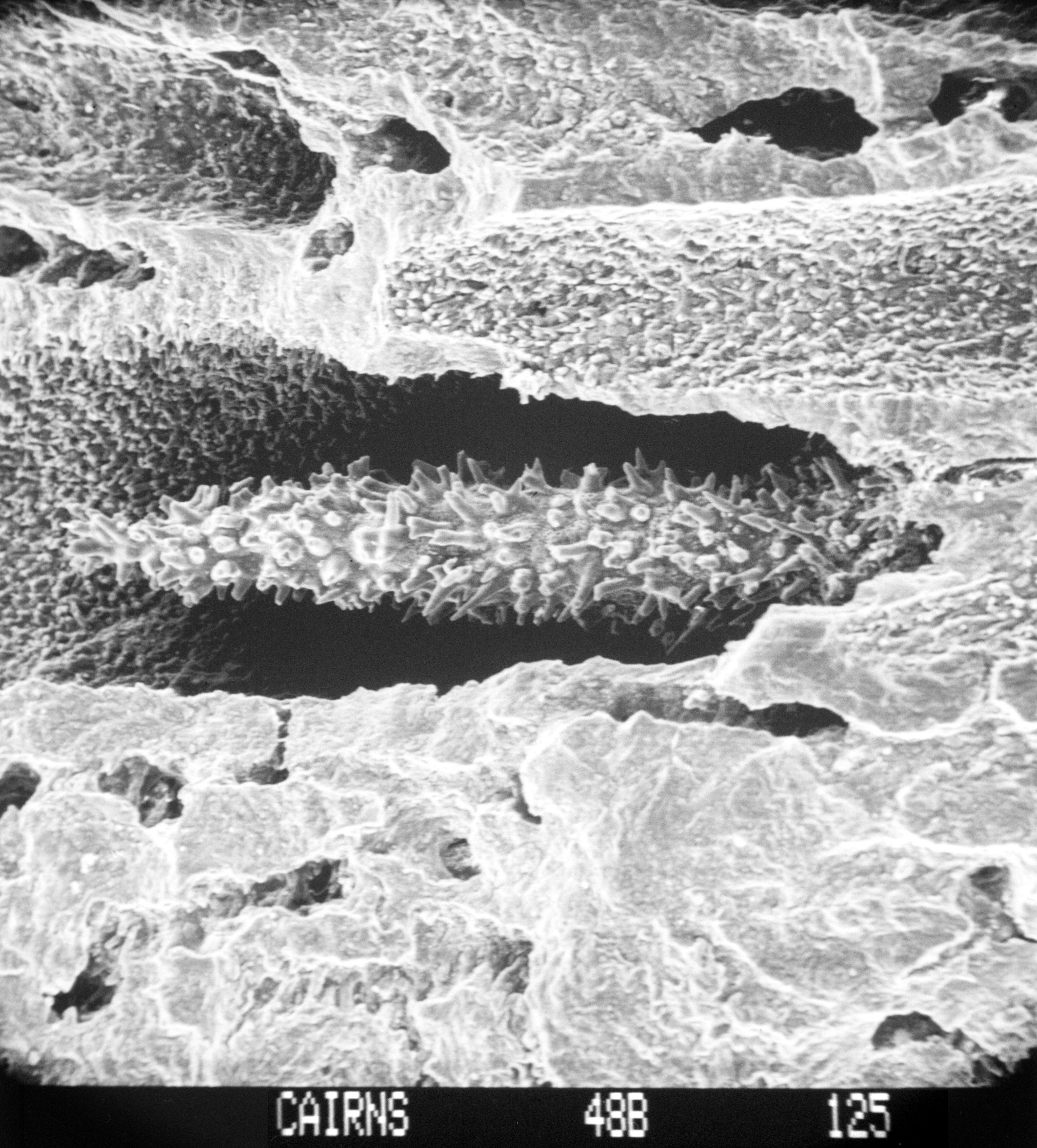 Image of Lepidopora granulosa (Cairns 1983)