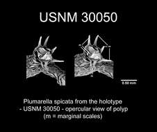 Image of Plumarella spicata Nutting 1912