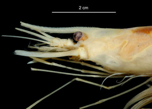 Image of Nematocarcinus lanceopes Spence Bate 1888