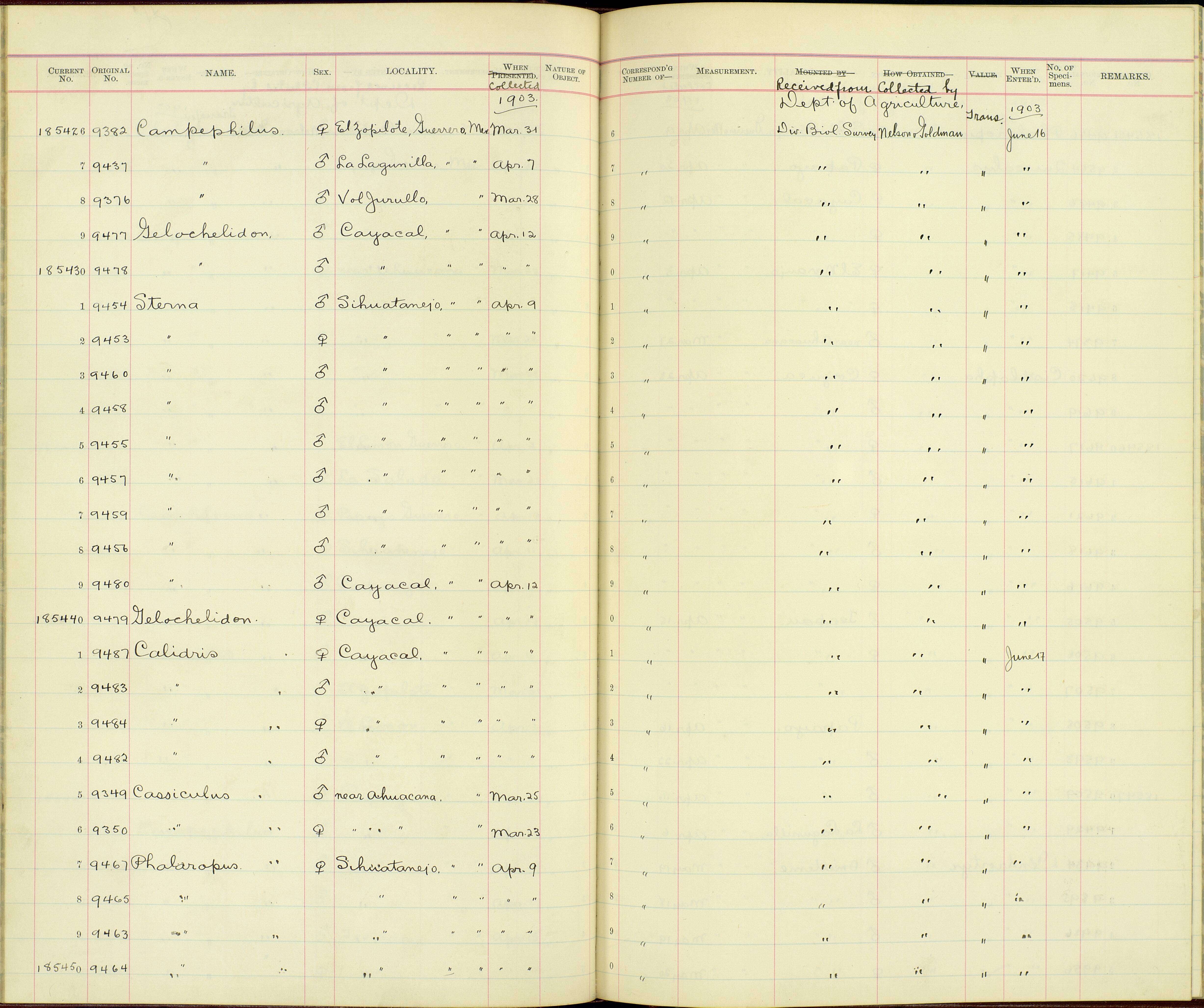 Image of Sterna anaetheta nelsoni Ridgway 1919