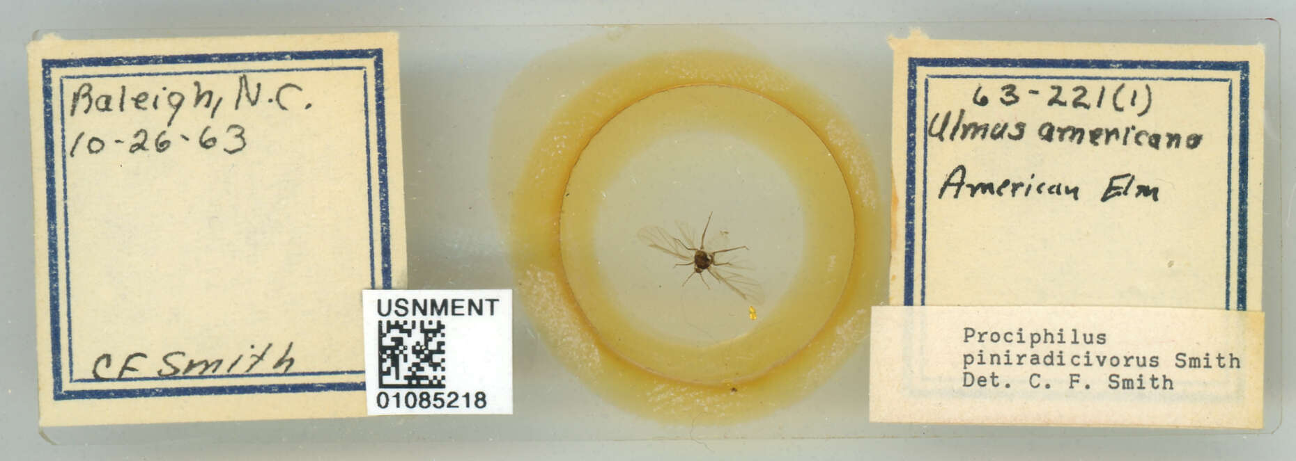 Image of Prociphilus (Prociphilus) piniradicivorus Smith & C. F. 1969