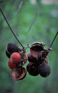 Imagem de Paullinia leiocarpa Griseb.