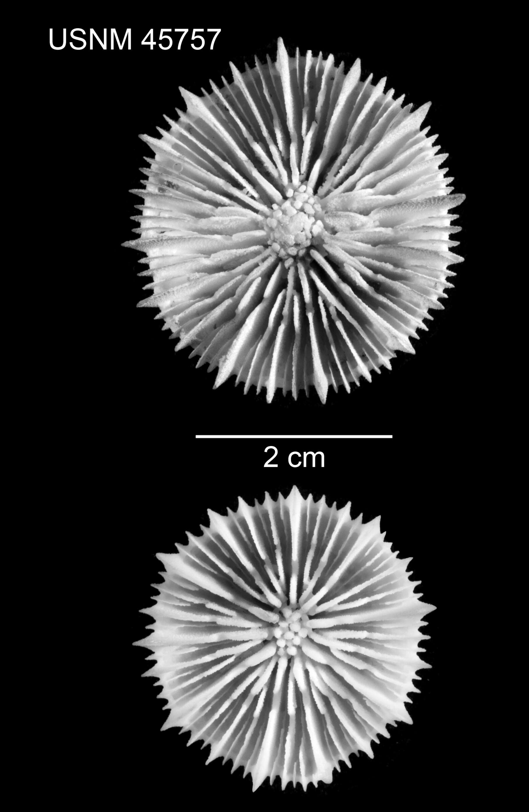 Sivun Stephanocyathus (Stephanocyathus) paliferus Cairns 1977 kuva