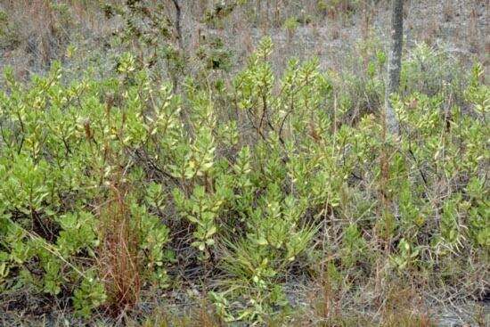 Image de Scaevola kilaueae Degener