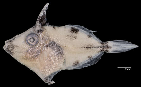 Image of Fringed Filefish