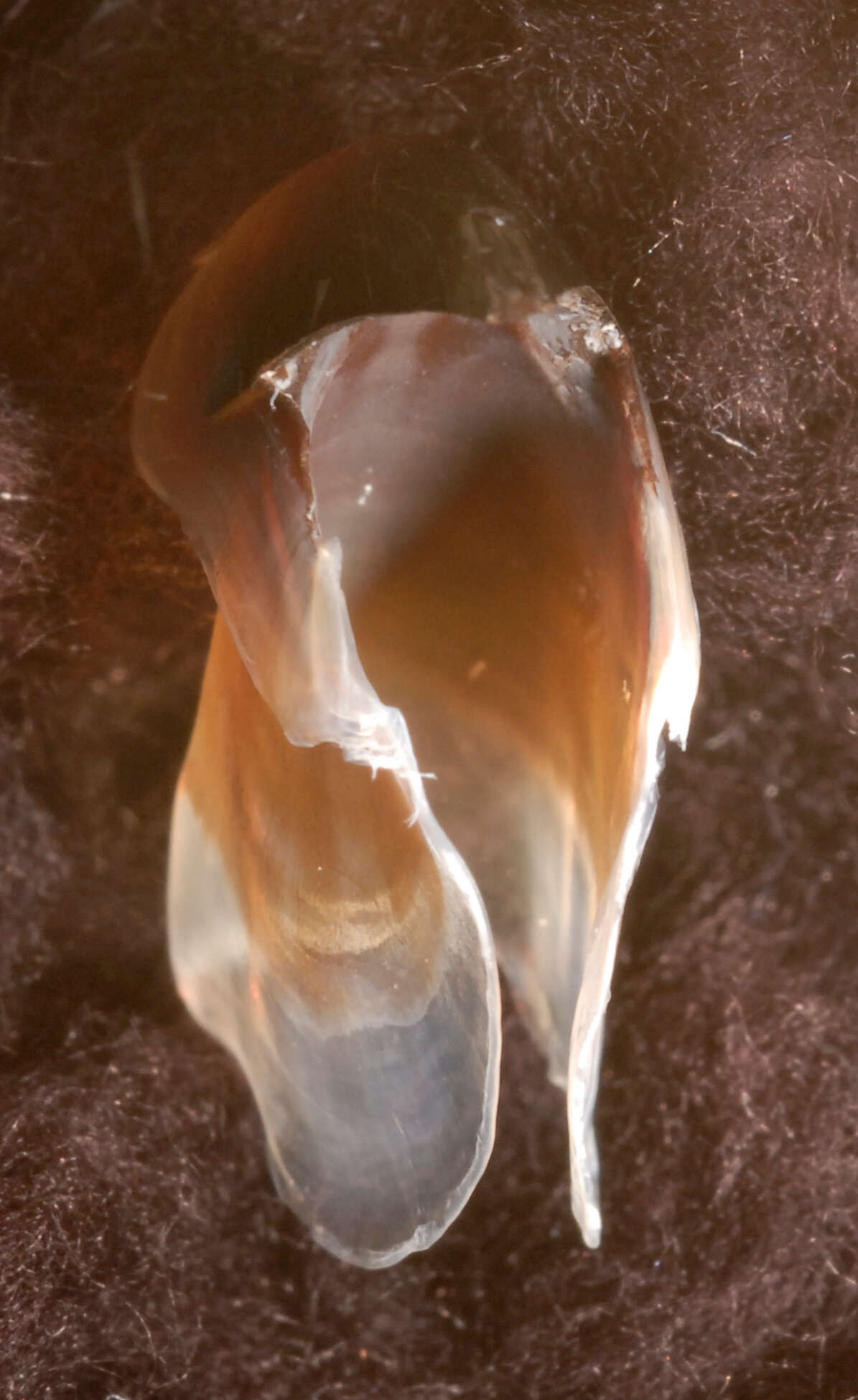 Image of arrow-finned squid