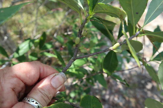 Sivun Symplocos tinctoria (L.) L'Her. kuva