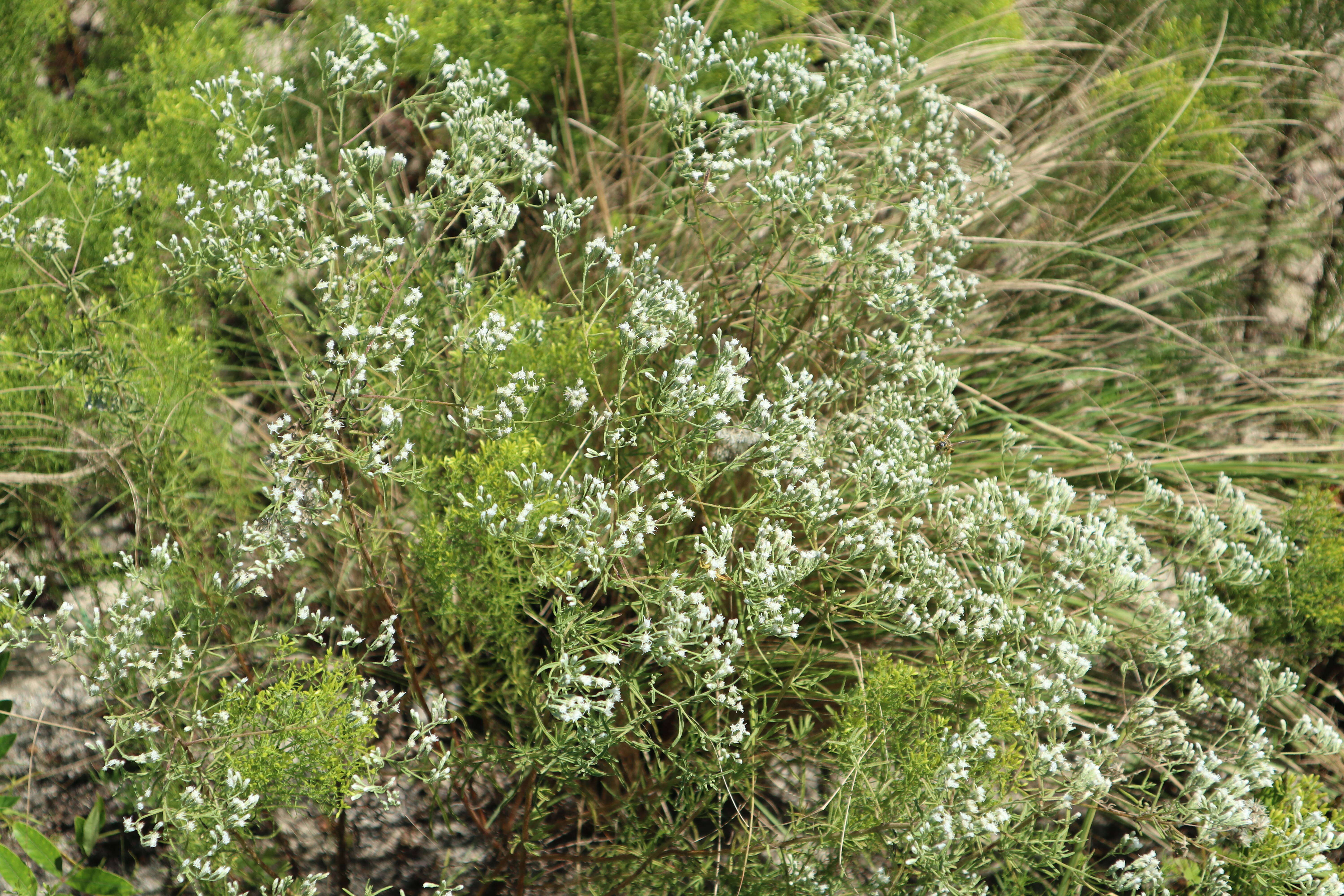 Image of hyssopleaf thoroughwort