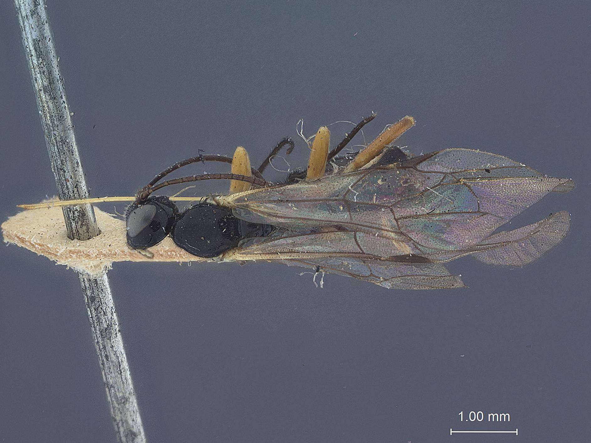 Image of Scambus protentus Walley 1960