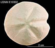 Image of Schizaster floridiensis Kier & Grant 1965