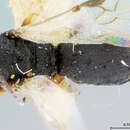 Image of Chelonus cylindricus McComb 1968
