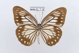 Image of Pareronia tritaea (Felder & Felder 1859)