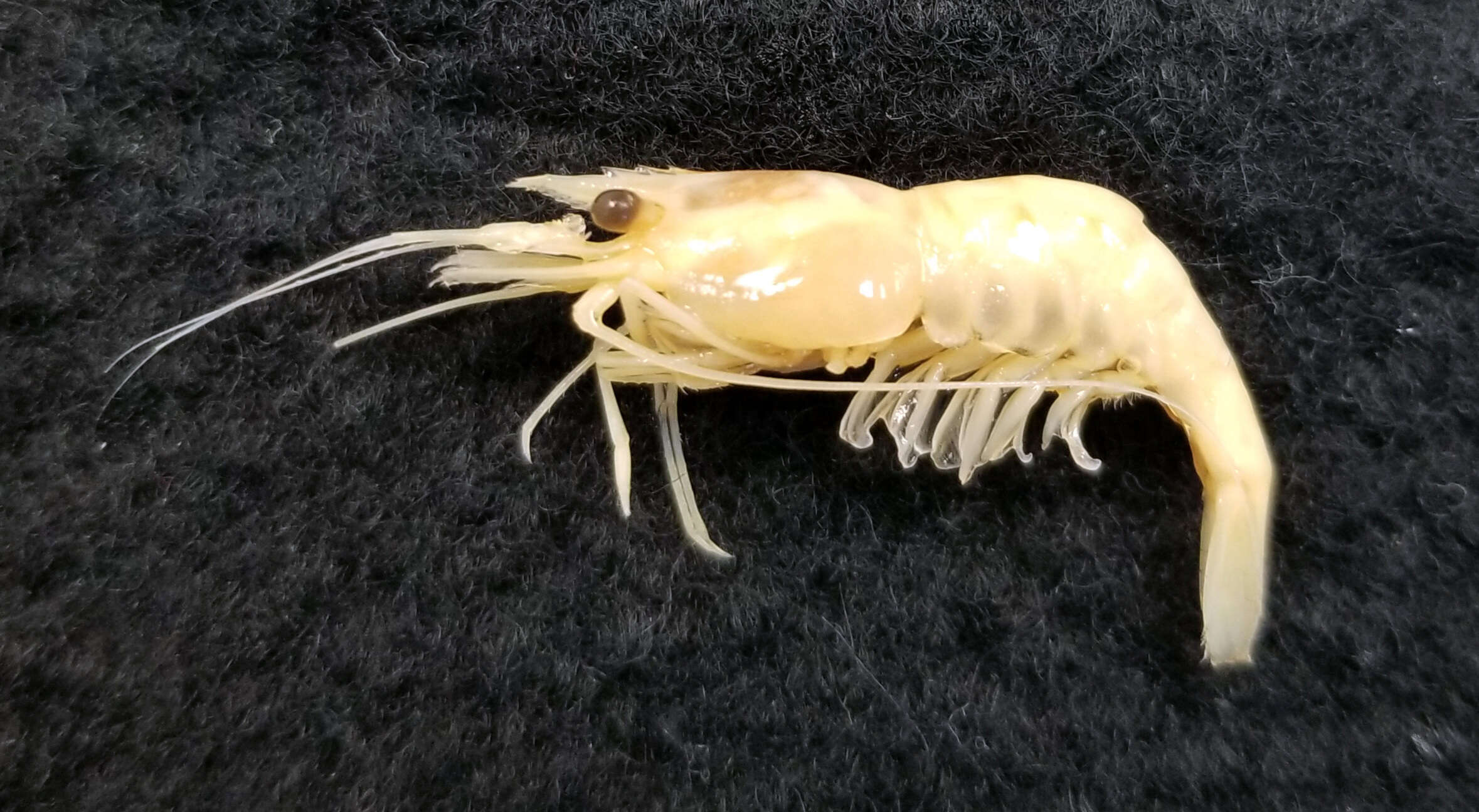 Image of feeble shrimp