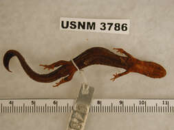 Image of Flatwoods salamander