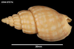 Image of Cominella olsoni (Dell 1956)