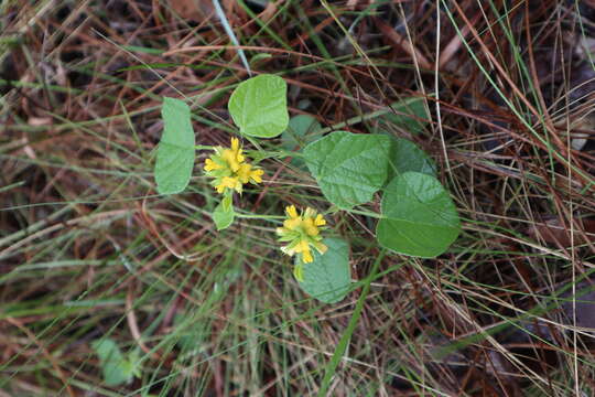 Image of dollarleaf