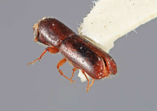 Image of Gnathotrupes kirkendalli Wood 2007