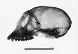 Image of Trachypithecus cristatus cristatus (Raffles 1821)