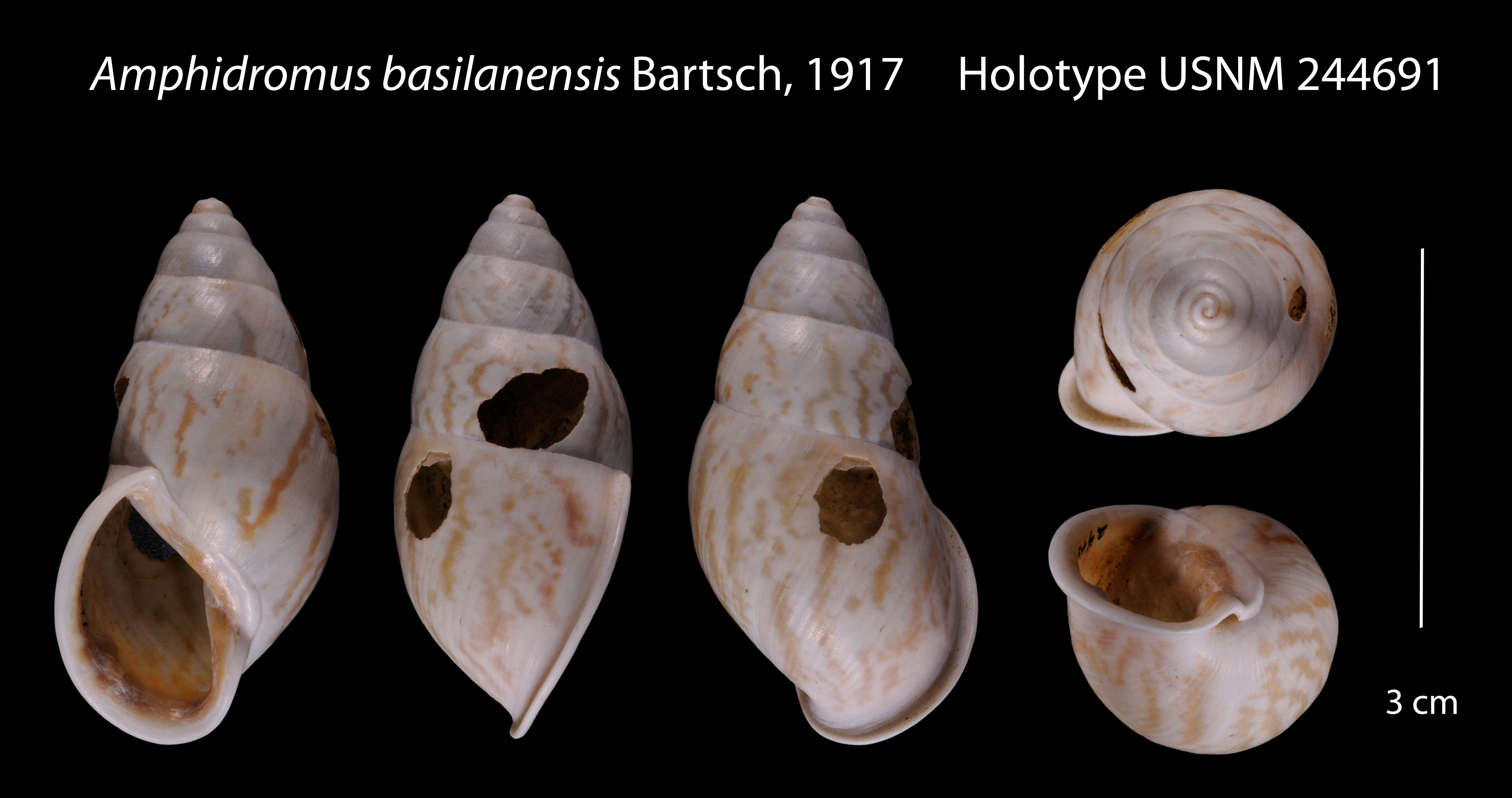 Image of Amphidromus basilanensis Bartsch 1917