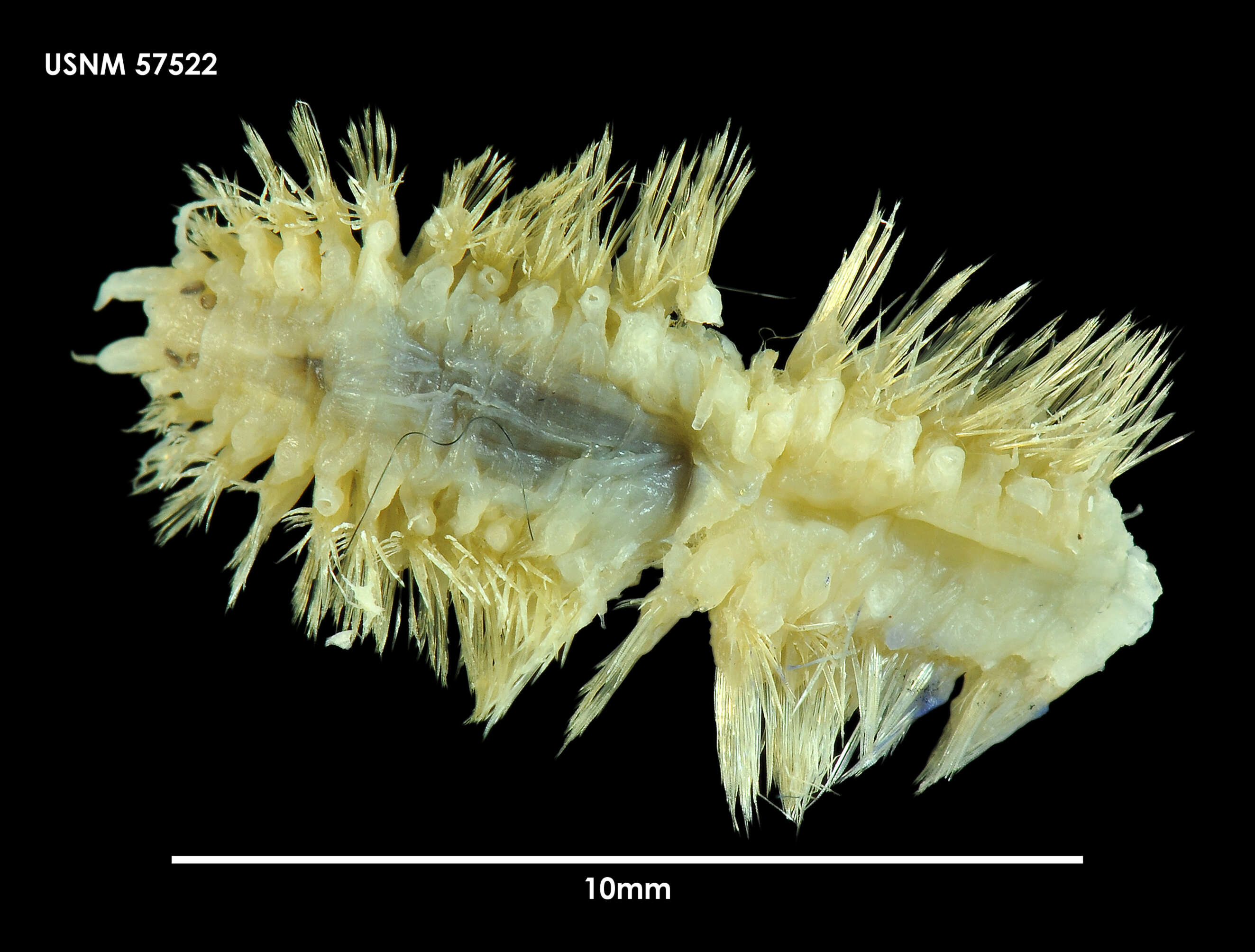 Image of Eunoe leiotentaculata Averincev 1978