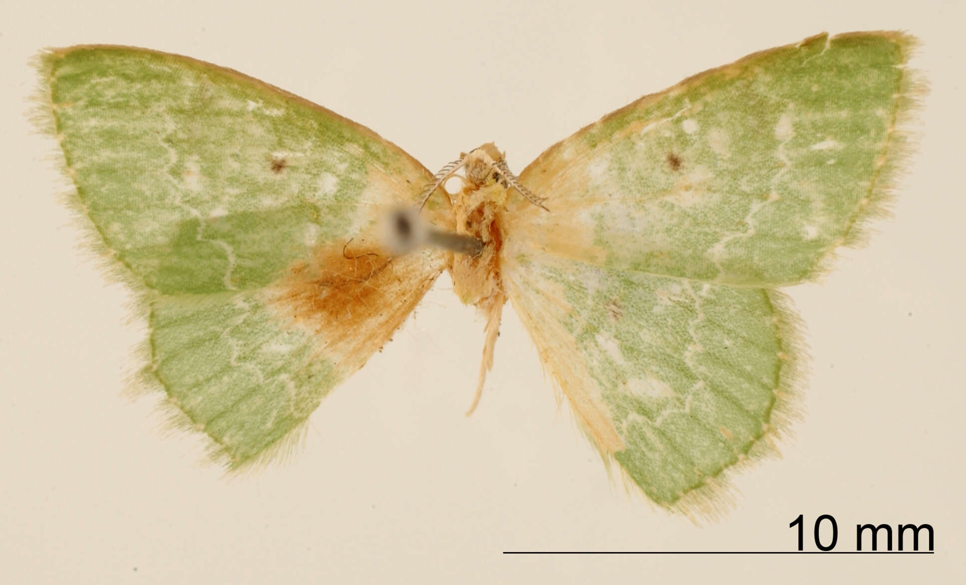 Image of Lissochlora viridifimbria Dognin 1911