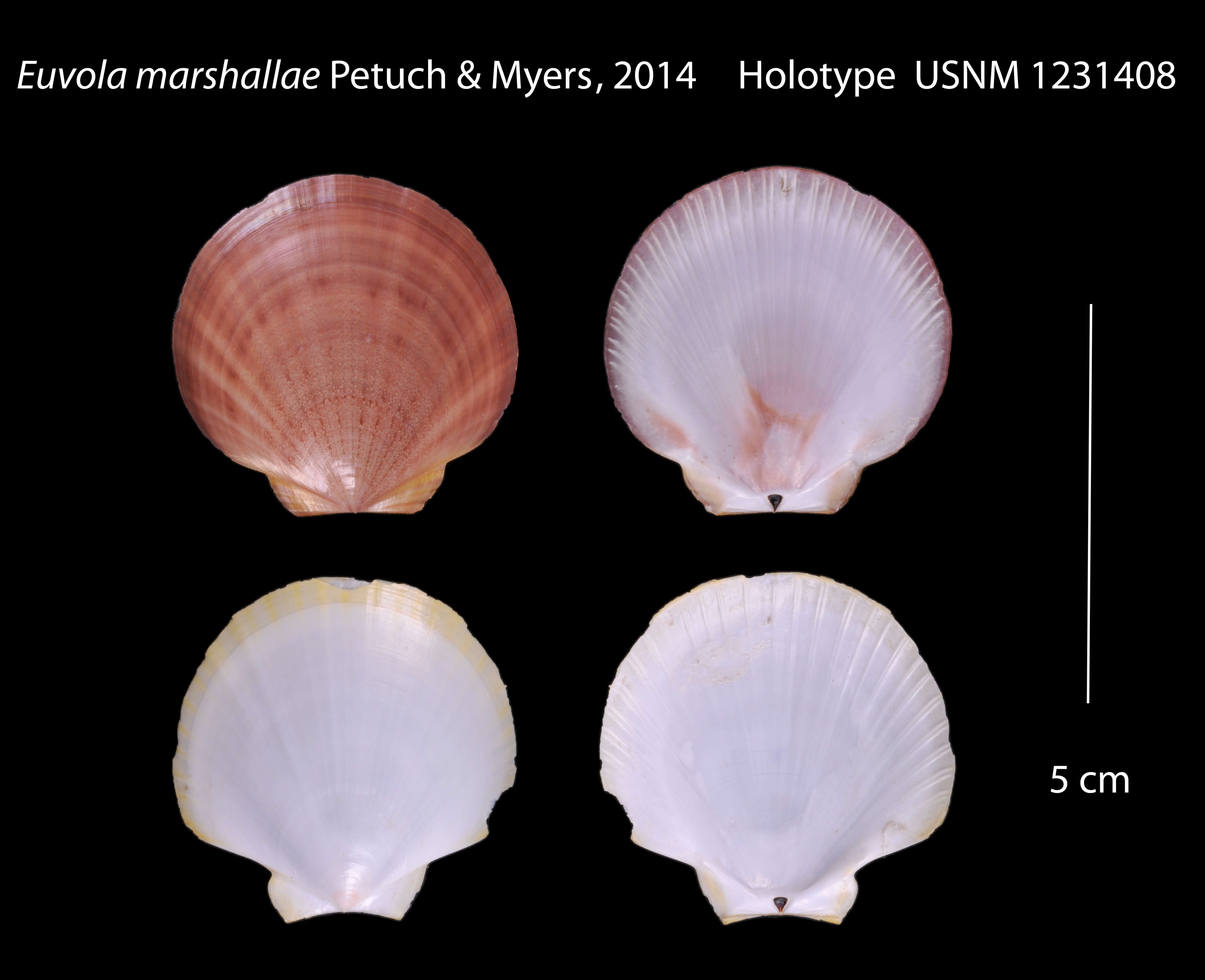 Image of Euvola marshallae Petuch & R. F. Myers 2014