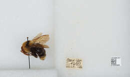 Image de Bombus insularis (Smith 1861)