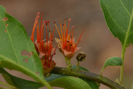 Image of Combretum farinosum Kunth