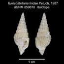 Image of Turricostellaria lindae Petuch 1987