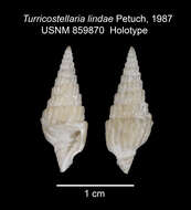 Image of Turricostellaria lindae Petuch 1987