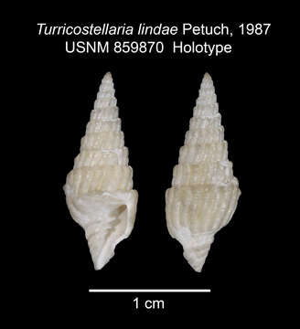 Sivun Turricostellaria lindae Petuch 1987 kuva