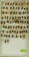 Image of <i>Ancistrocerus <i>catskill</i></i> catskill