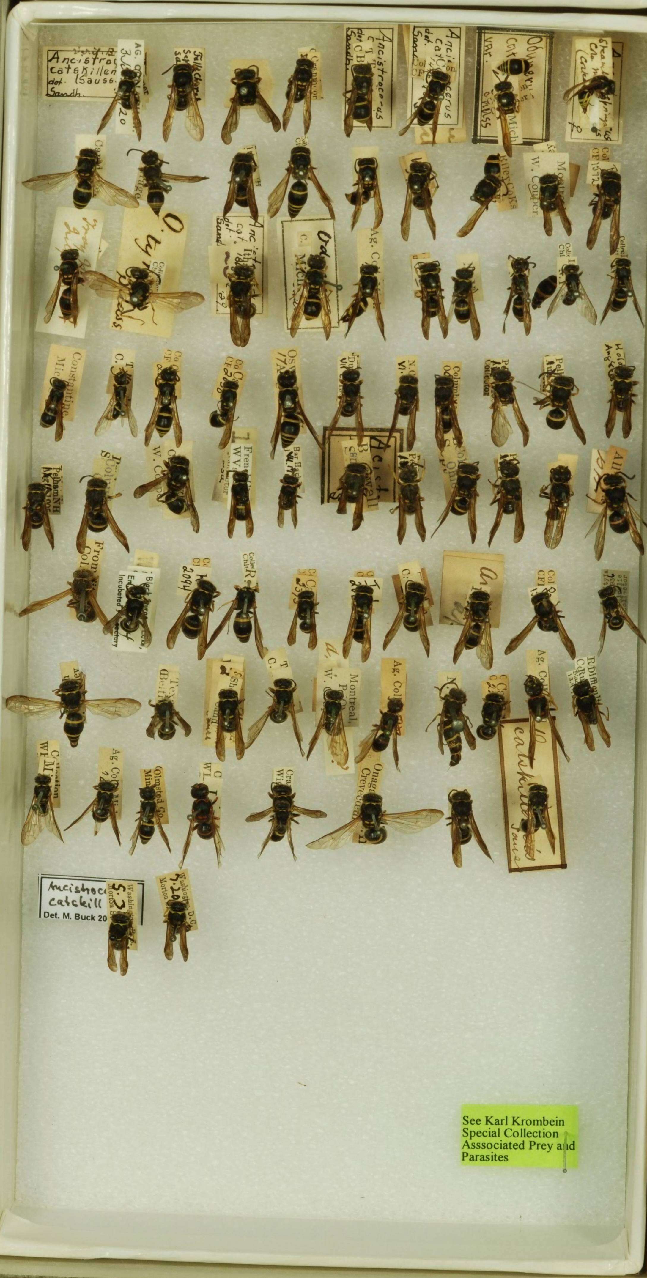 Image of <i>Ancistrocerus <i>catskill</i></i> catskill