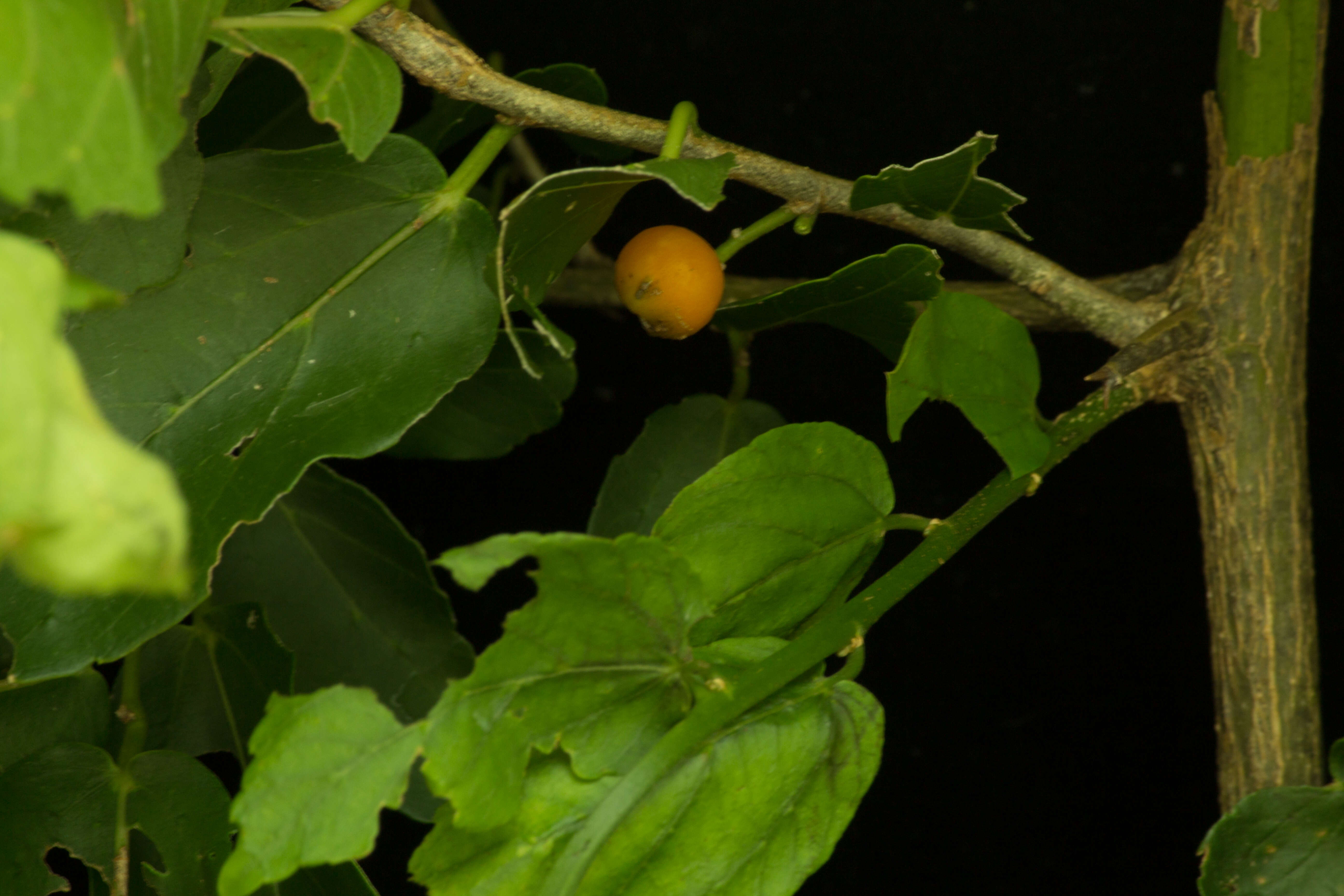 Image of iguana hackberry