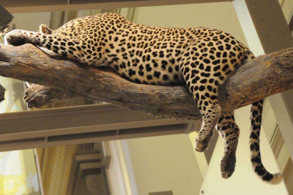 Image of Leopard