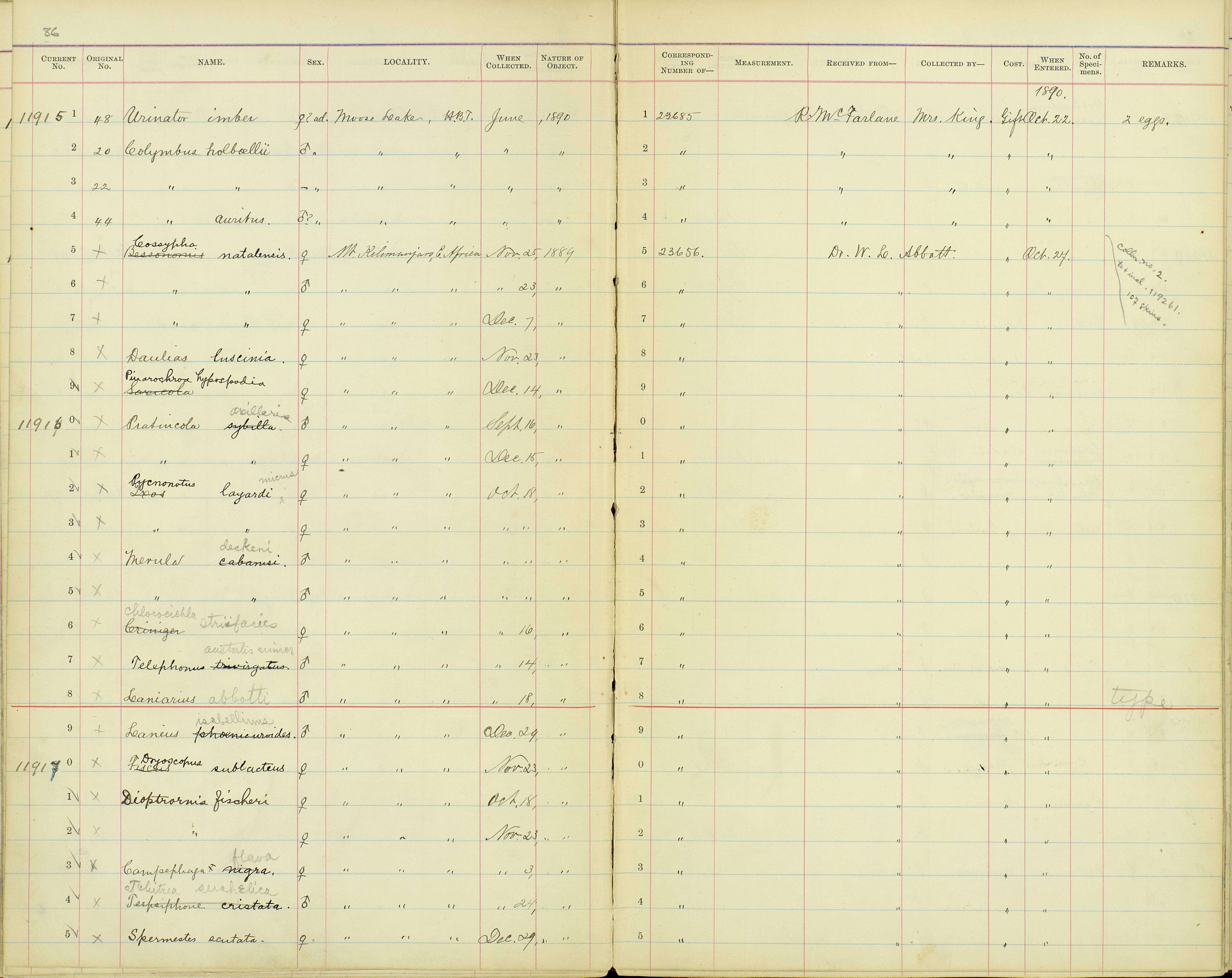 صورة Cossypha natalensis intensa Mearns 1913