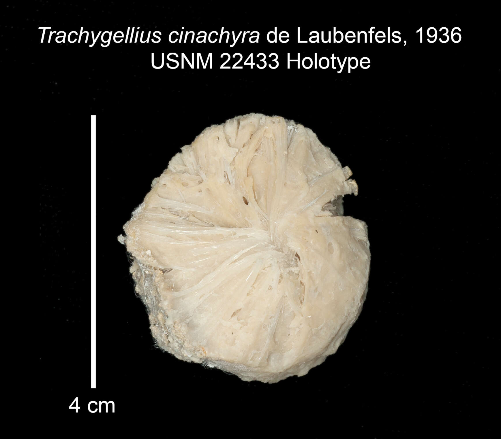 Imagem de Cinachyrella alloclada (Uliczka 1929)