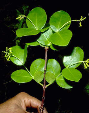 Image of Wikstroemia johnplewsii W. L. Wagner & D. H. Lorence