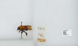 Image of Bombus opulentus Smith 1861