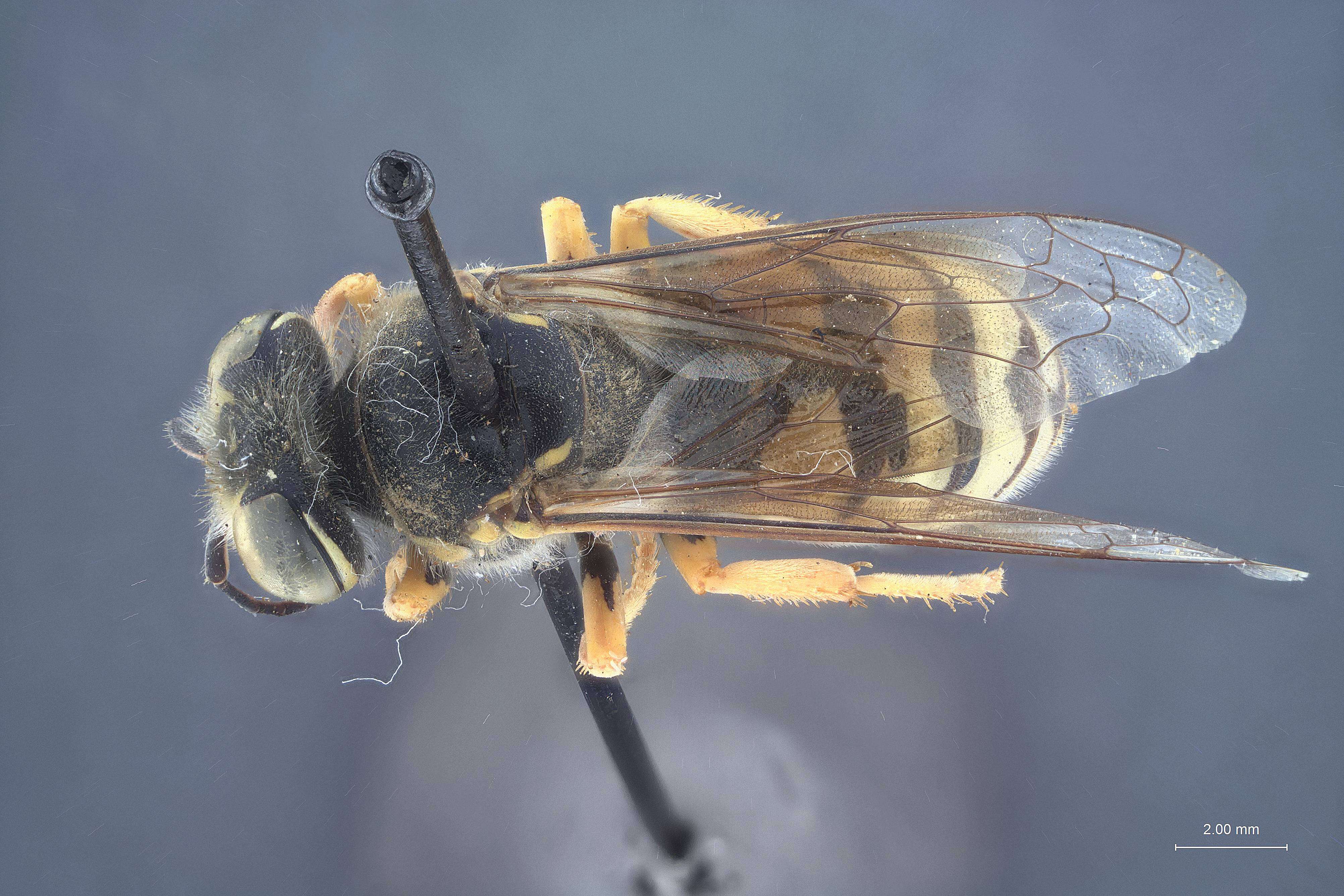 Image of Bembix nubilipennis Cresson 1873