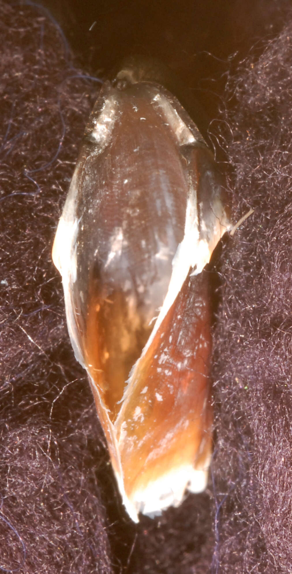 Image of Atlantic bird squid