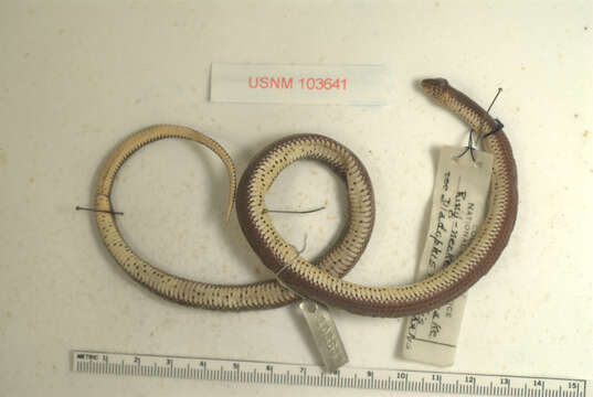 Image of Ring-necked Snake