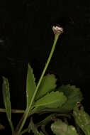 Sivun Phyla nodiflora (L.) Greene kuva