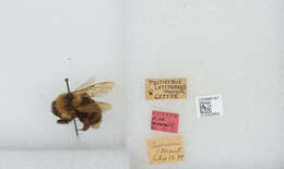 Image of Suckley Cuckoo Bumble Bee