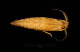 Image of Rock shrimp