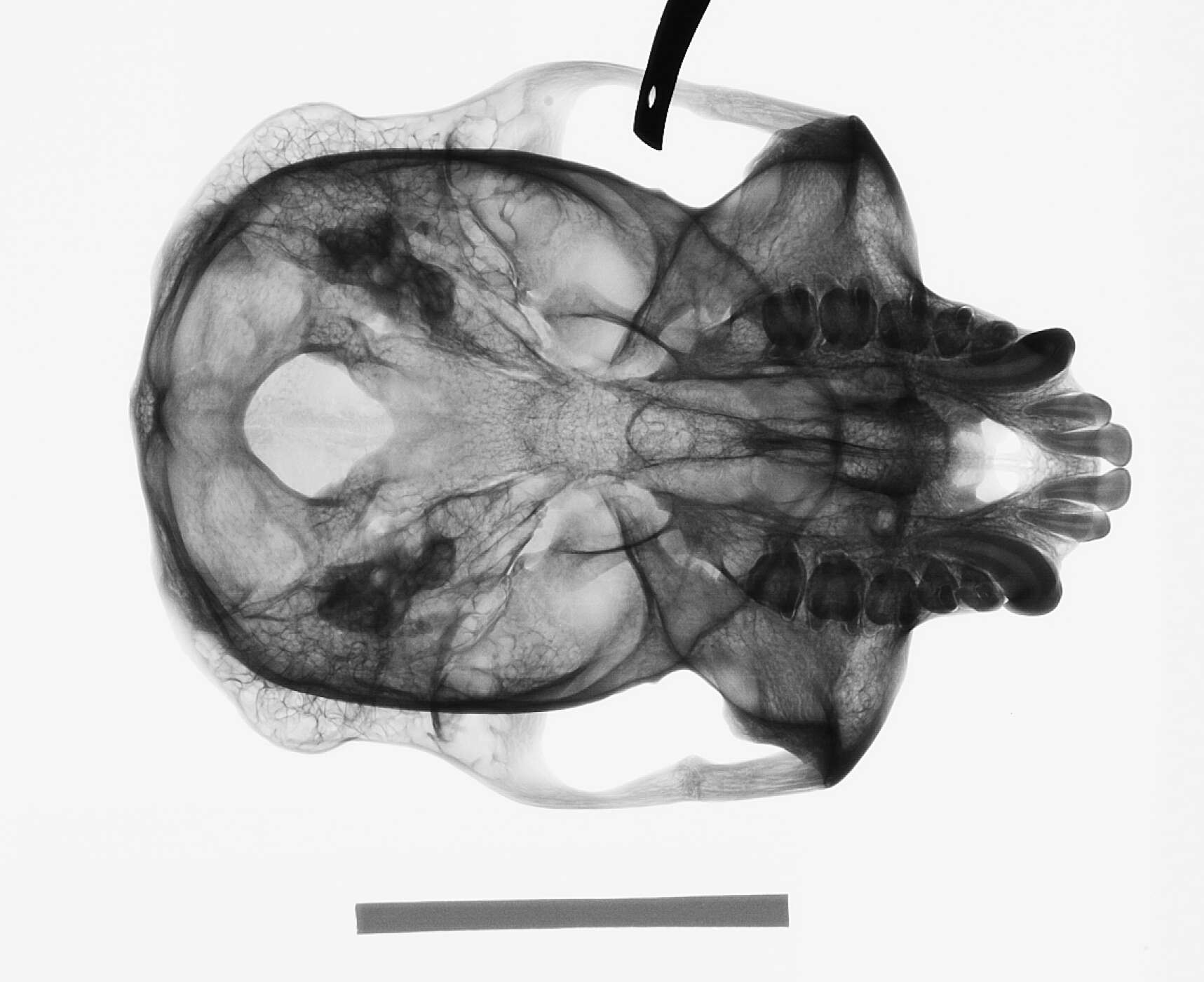 Image of Trachypithecus cristatus cristatus (Raffles 1821)