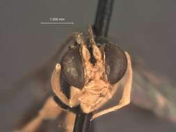 Image of Photocryptus