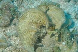 Image of Padina australis