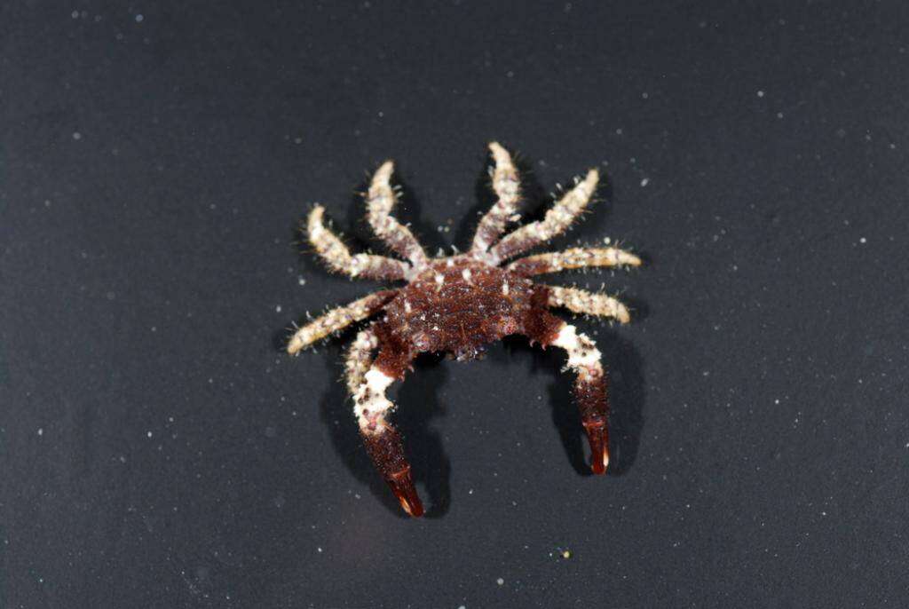 Image of Xanthidae